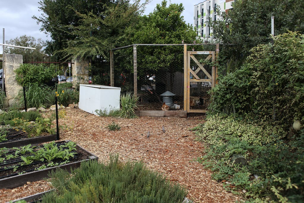 Vegetable Garden and a Chicken Shed Outside City